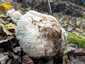 Süngomba (Hericium erinaceus), Budai-hegység